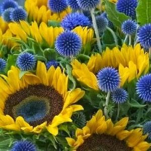 Meet your Posher, Marilyn